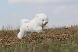 BICHON FRISE 146